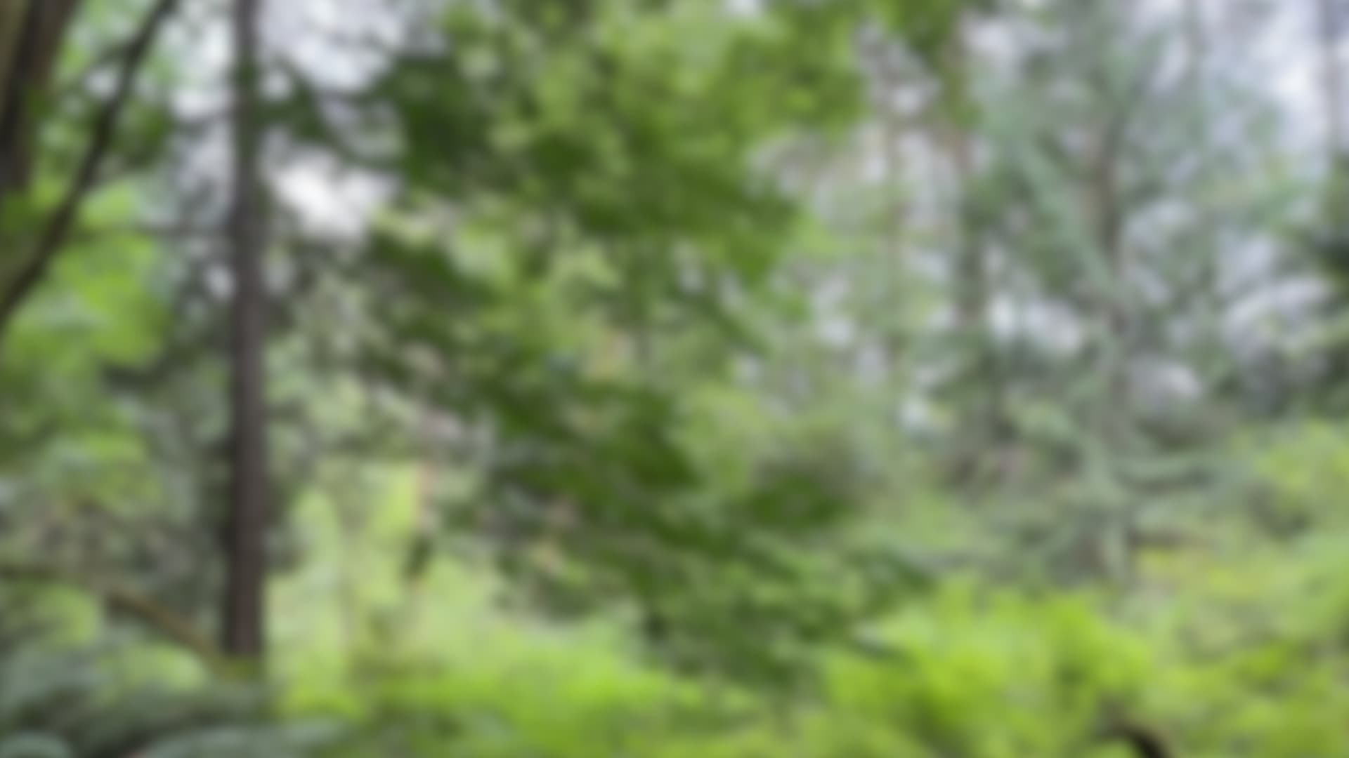 Nature background