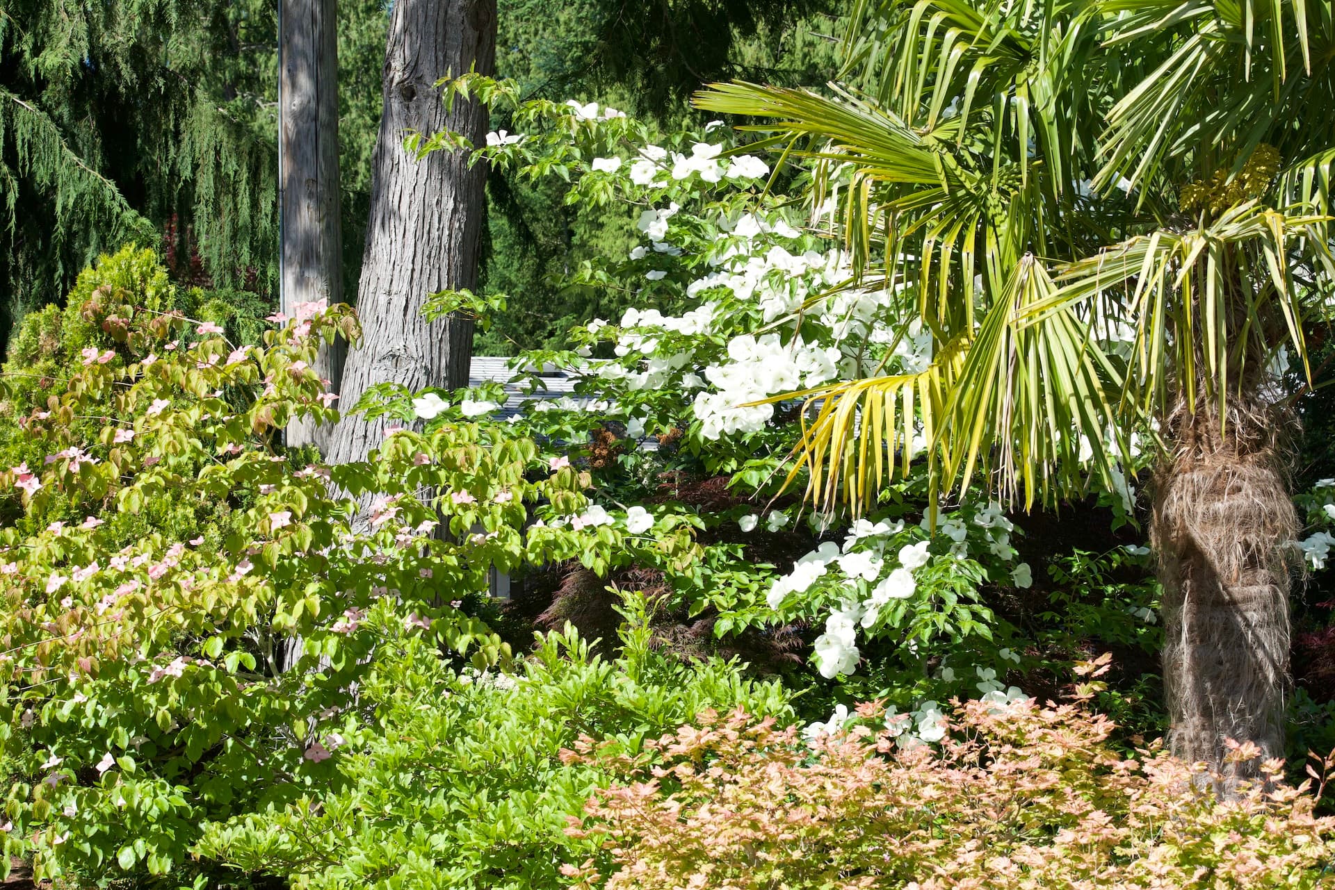 Flowering dogwoods on the Warm Beach campus